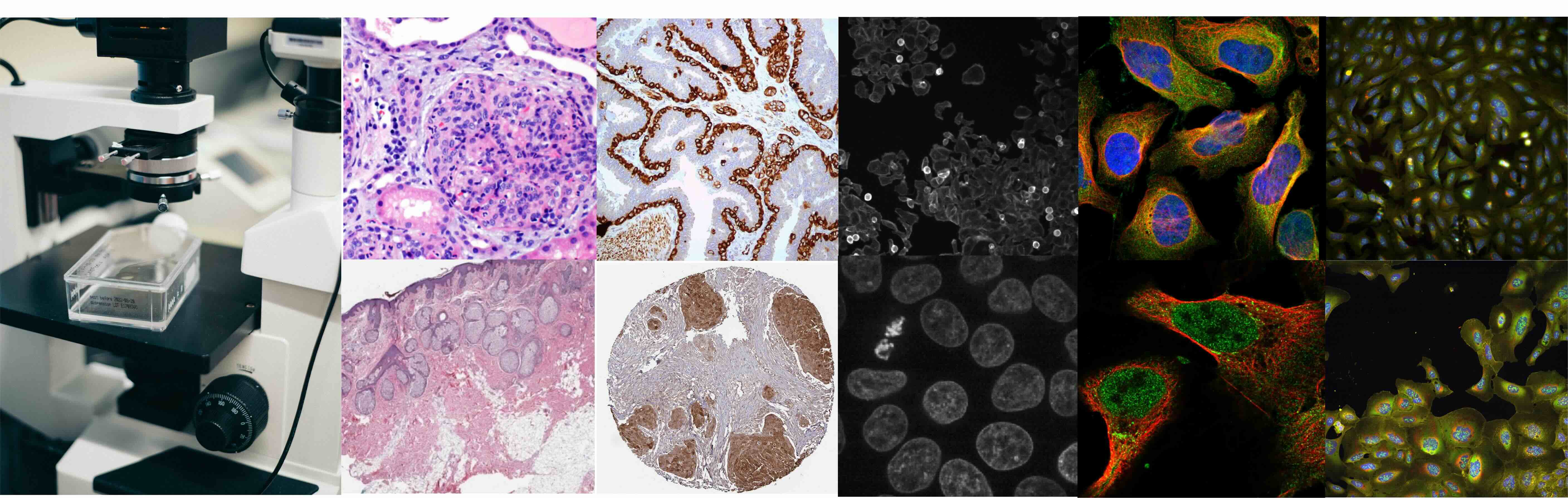Biomedical imaging: light microscopy, digital pathology, and fluorescence cell imaging
