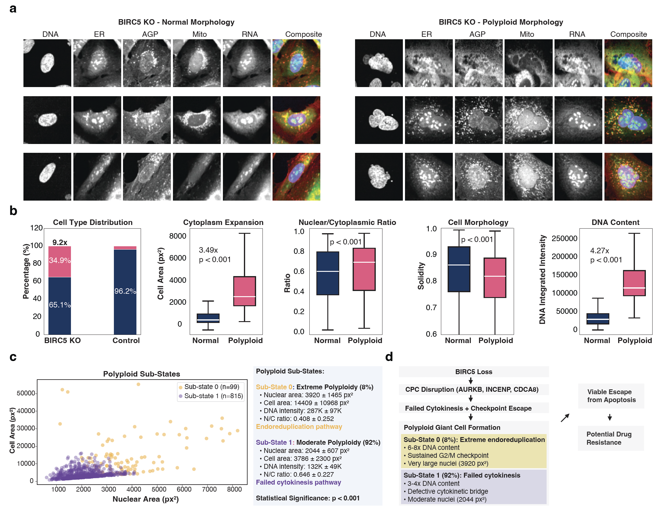 BIRC5 knockout case study: polyploid-cell segmentation, single-cell morphology, and two resolved substates.