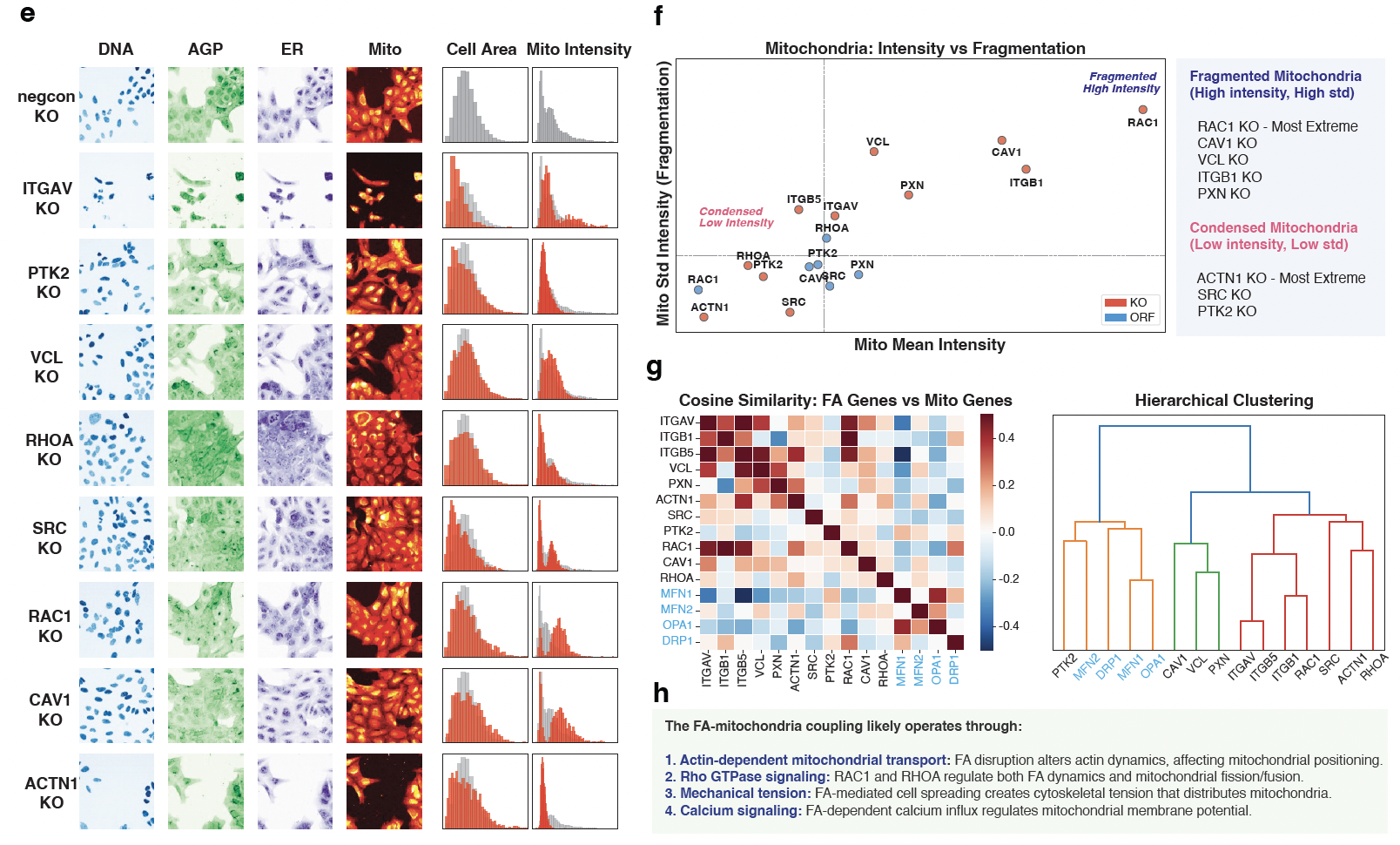 Focal-adhesion case study: pathway members across functional layers, mitochondrial-signature clustering, and benchmarking against fission/fusion regulators.