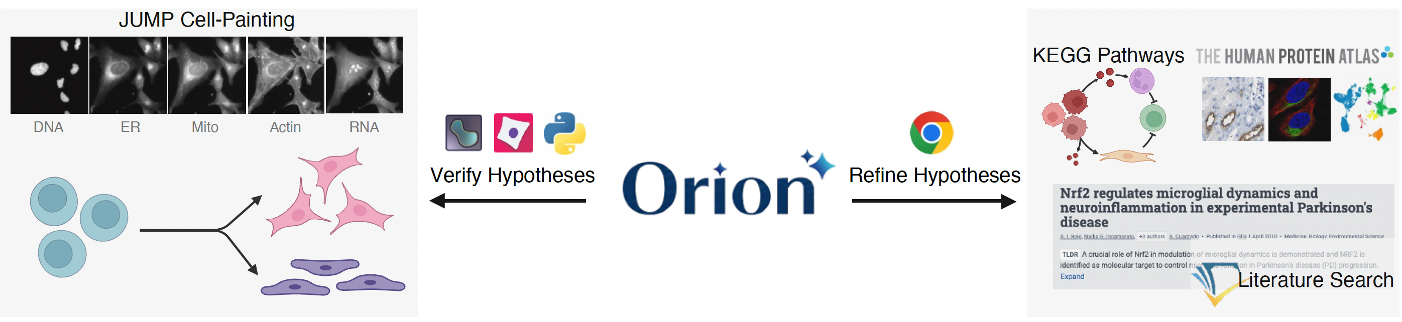 Orion's iterative discovery workflow, action-transition patterns, and human review pipeline on JUMP.