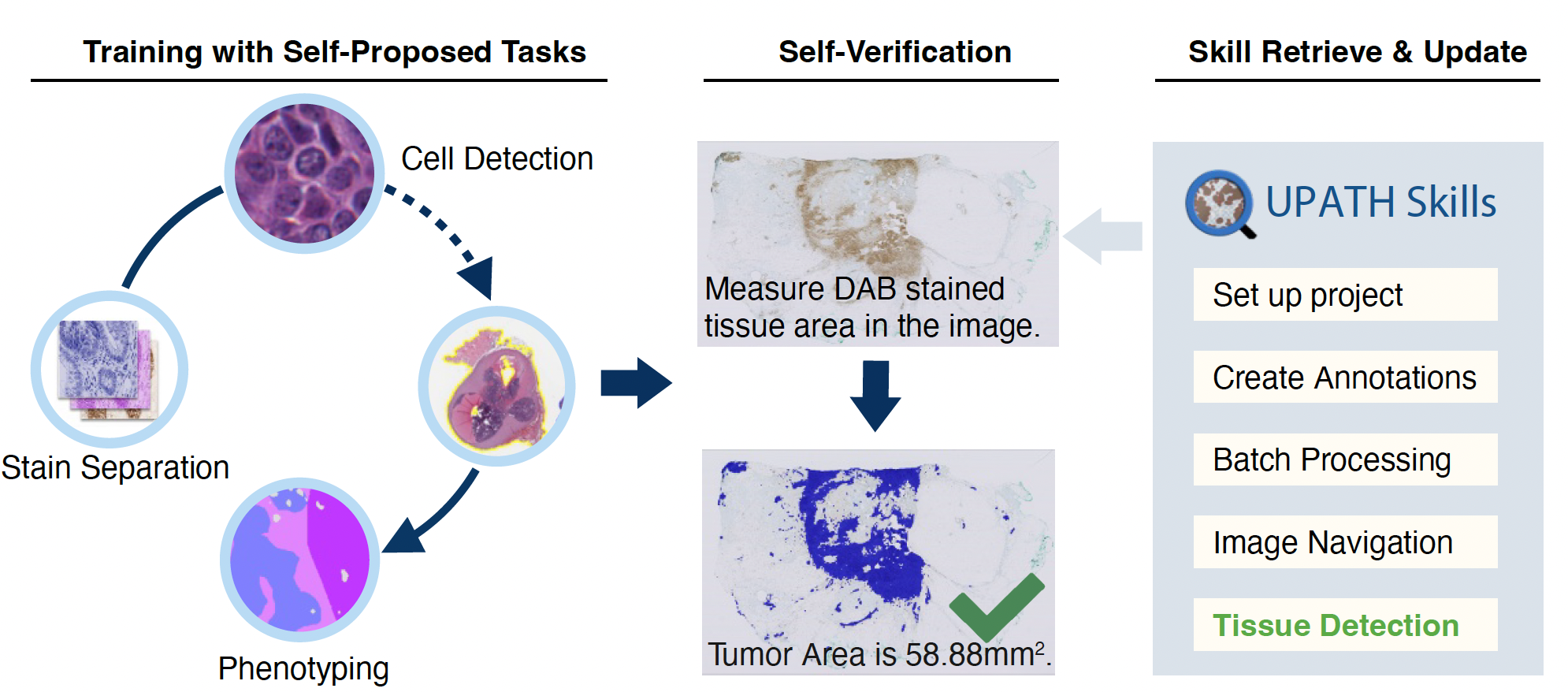 Orion solving a MicroVQA question by navigating the Human Protein Atlas and zooming into staining.